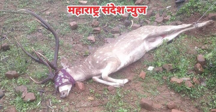 वनविभाग व सेव्ह फॉरेस्ट सेव्ह चंद्रपूरच्या सदस्यांच्या समय सूचकतेने वाचला चीतळाचा जीव.