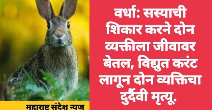 वर्धा: सस्याची शिकार करने दोन व्यक्तीला जीवावर बेतल, विद्युत करंट लागून दोन व्यक्तिचा दुर्दैवी मृत्यू.