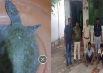 गोंडपिपरी: गुप्तधनाच्या आशेने दुर्मीळ कासव घरी आणलं, पैशांच्या पावसाऐवजी तुरुंगाची हवा, कासवाची किंमत २५ हजार रुपये.