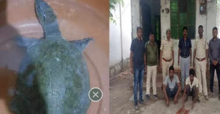 गोंडपिपरी: गुप्तधनाच्या आशेने दुर्मीळ कासव घरी आणलं, पैशांच्या पावसाऐवजी तुरुंगाची हवा, कासवाची किंमत २५ हजार रुपये.