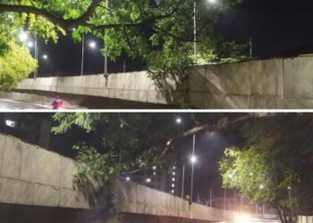 अकोला शहरातील अपघातास आमंत्रण देणाऱ्या झाडांची कटाई करा: उमेश इंगळे यांची मागणी.