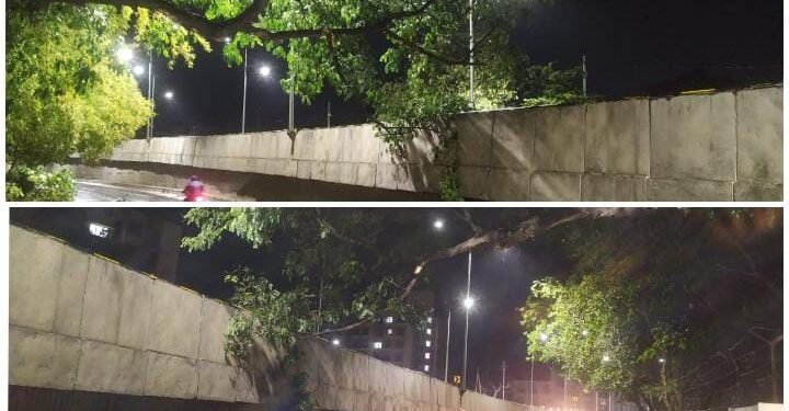 अकोला शहरातील अपघातास आमंत्रण देणाऱ्या झाडांची कटाई करा: उमेश इंगळे यांची मागणी.