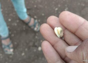 वाशिम जिल्हात पेरलं पण उगवलंच नाही, बोगस बियाण्यांमुळे शेतकरी संकटात, माय बाप सरकारने कारवाई करावी.