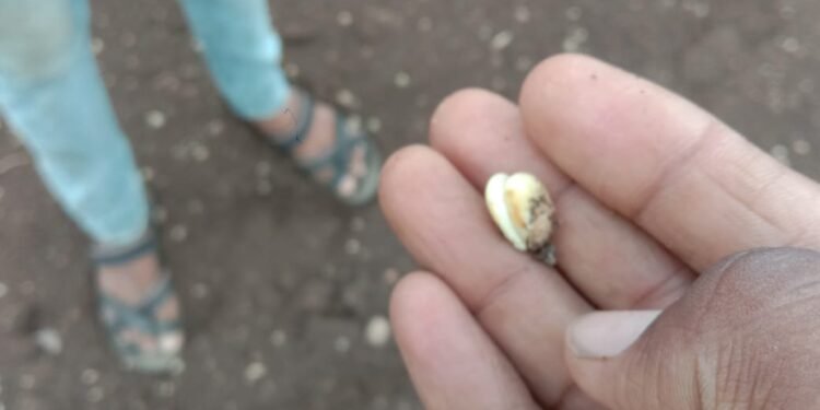 वाशिम जिल्हात पेरलं पण उगवलंच नाही, बोगस बियाण्यांमुळे शेतकरी संकटात, माय बाप सरकारने कारवाई करावी.