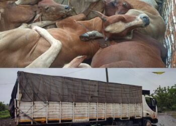 गडचिरोली जिल्ह्यातून अहेरीमार्गे तेलंगणा राज्यात कत्तलीसाठी जनावराची तस्करी, सामाजिक कार्यकर्ते व पोलिसाची धडक कारवाई.