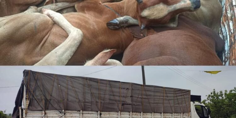 गडचिरोली जिल्ह्यातून अहेरीमार्गे तेलंगणा राज्यात कत्तलीसाठी जनावराची तस्करी, सामाजिक कार्यकर्ते व पोलिसाची धडक कारवाई.