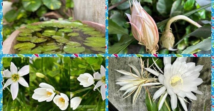 मालेगाव येथील निसर्गप्रेमी इंजिनिअर पुजाने घरातील परसबागेत फुलवले मनमोहक पवित्र ब्रह्मा कमळ.