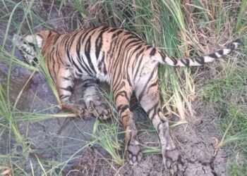 चंद्रपूर: जिवंत वीज प्रवाहाच्या स्पर्शाने वाघिणीचा मृत्यू? 3 दिवसात दोन वाघिण्याचा मृत्यू झाल्याने खळबळ.