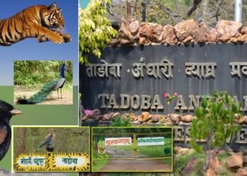 चंद्रपूर जिल्हातील ताडोबा राष्ट्रीय अभयारण्यात कोट्यवधीचा भष्ट्राचार, ऑनलाईन जंगल सफारी बंद.