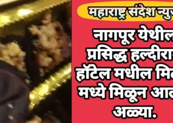नागपूर येथील प्रसिद्ध हल्दीराम हॉटेल मधील मिठाई मध्ये मिळून आल्या अळ्या.