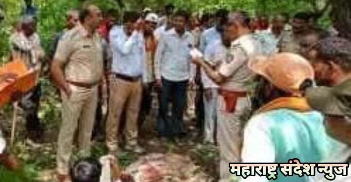 वर्धा जिल्हात वाघाच्या हल्ल्यात शेतकऱ्याचा मृत्यू वन परिक्षेत्र अधिकाऱ्याच्या कार्यक्षमतेवर प्रश्नचिन्ह.