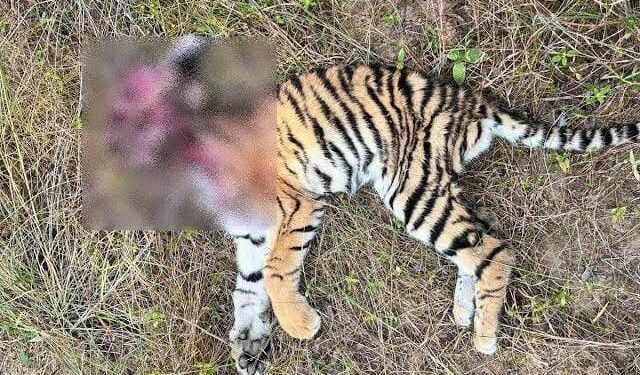 बल्लारपूर वनपरिक्षेत्रात वाघाच्या दोन बछड्यांचा भुकेने व्याकूळ होऊन दुर्दैवी मृत्यू, एक गंभीर बछड्यावर उपचार सुरू