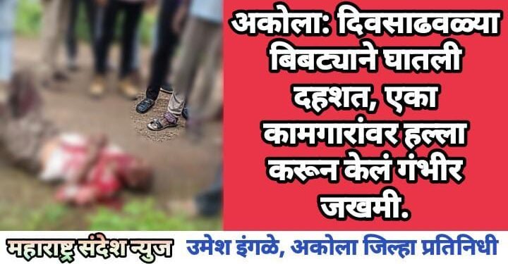 अकोला: दिवसाढवळ्या बिबट्याने घातली दहशत, एका कामगारांवर हल्ला करून केलं गंभीर जखमी.