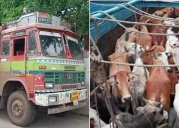 बल्लारपुर पुलिस कि बड़ी कार्यवाही, गौ तस्करी करते ट्रक समेत दो आरोपी गिरफ्तार व एक फरार.