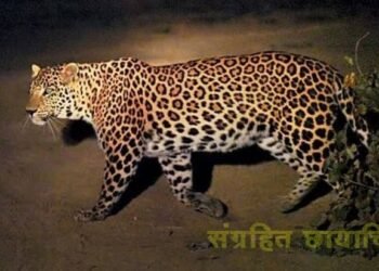 अकोला शहरात दशहत पसरविणाऱ्या बिबट्याला जेरबंद करण्यासाठी ठोस उपाययोजना राबवा: उमेश इंगळे