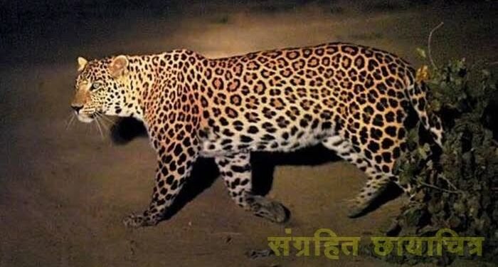 अकोला शहरात दशहत पसरविणाऱ्या बिबट्याला जेरबंद करण्यासाठी ठोस उपाययोजना राबवा: उमेश इंगळे