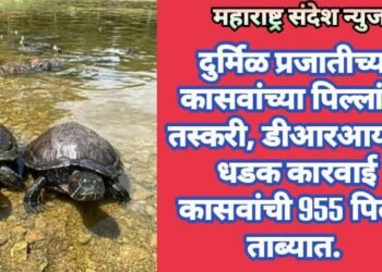 दुर्मिळ प्रजातीच्या कासवांच्या पिल्लांची तस्करी, डीआरआय ची धडक कारवाई कासवांची 955 पिल्ले ताब्यात.