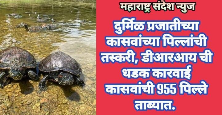 दुर्मिळ प्रजातीच्या कासवांच्या पिल्लांची तस्करी, डीआरआय ची धडक कारवाई कासवांची 955 पिल्ले ताब्यात.