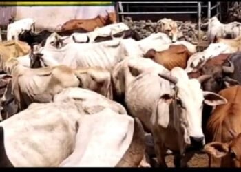 चंद्रपूर शहरातील मोकाट जनावर मालकांना चाप, महानगर पालिकेने केले १० मालकांविरुद्ध गुन्हे दाखल.