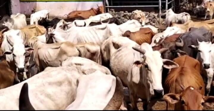 चंद्रपूर शहरातील मोकाट जनावर मालकांना चाप, महानगर पालिकेने केले १० मालकांविरुद्ध गुन्हे दाखल.