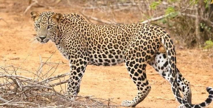 पुणे जिल्हात बिबटयाने 4 वर्षीय बालकांवर केला हल्ला, गंभीर जखमी अवस्थेत बालक रुग्णालयात दाखल.