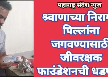 श्र्वाणाच्या निरागस पिल्लांना जगवण्यासाठी जीवरक्षक फाउंडेशनची धडपड.