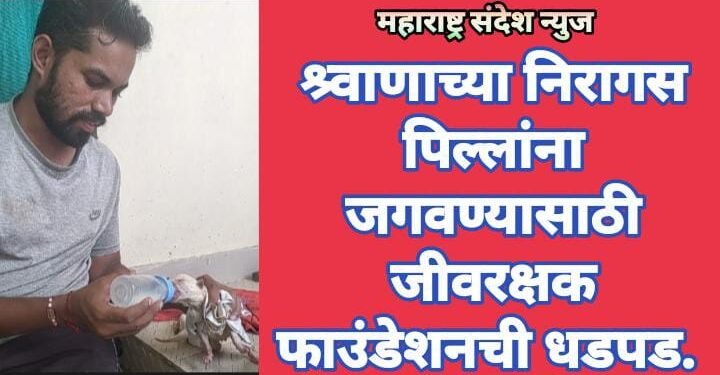 श्र्वाणाच्या निरागस पिल्लांना जगवण्यासाठी जीवरक्षक फाउंडेशनची धडपड.