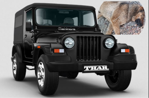 इथं माणूसकी मेली, पुण्यात कुत्र्यांच्या अंगावर बेदरकार पने गाडी घालून हत्या.