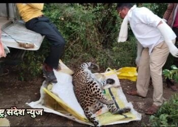 नागपूर जिल्ह्यात सावळी खुर्द शिवारात वाघांचा मृत्यूने संशयाचे वातावरण, वन विभागाच्या तपास सुरू.