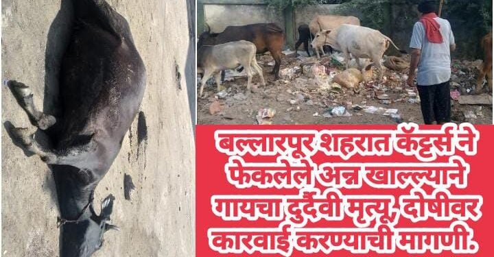 बल्लारपूर शहरात कॅट्टर्स ने फेकलेले अन्न खाल्ल्याने गायचा दुर्दैवी मृत्यू, दोषीवर कारवाई करण्याची मागणी.