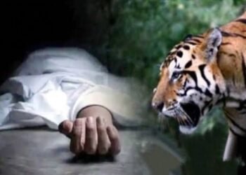 नागपूर: 22 वर्षीय तरुणावर वाघाचा हल्ला कातलाबोडी जंगलात मिळून आला मृत्युदेह, परिसरात वाघाची दहशत.