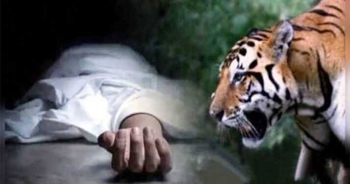 नागपूर: 22 वर्षीय तरुणावर वाघाचा हल्ला कातलाबोडी जंगलात मिळून आला मृत्युदेह, परिसरात वाघाची दहशत.