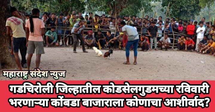 गडचिरोली जिल्हातील कोडसेलगुडमच्या रविवारी भरणाऱ्या कोंबडा बाजाराला कोणाचा आशीर्वाद?