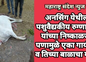 अनसिंग येथील पशुवैद्यकीय रुग्णालय यांच्या निष्काळजी पणामुळे एका गायीचा व तिच्या बाळाचा मृत्यू.