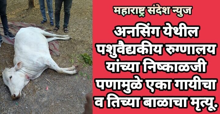 अनसिंग येथील पशुवैद्यकीय रुग्णालय यांच्या निष्काळजी पणामुळे एका गायीचा व तिच्या बाळाचा मृत्यू.