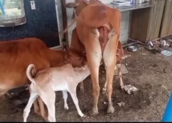 हिंगणघाट: त्या तीन अनाथ पाडसांना मिळाली माय, जीवरक्षक फाउंडेशनचा अनोखा उपक्रम.