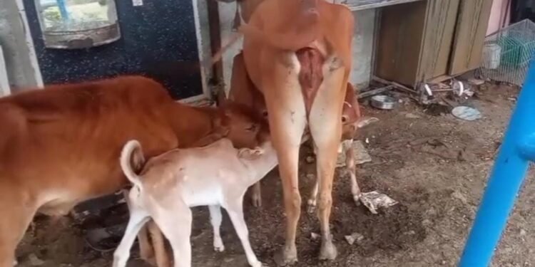 हिंगणघाट: त्या तीन अनाथ पाडसांना मिळाली माय, जीवरक्षक फाउंडेशनचा अनोखा उपक्रम.