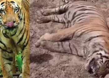 ताडोबा अभयरण्यात सतत होत आहे वाघाचा मृत्यू, दीड महिन्यात 8 वाघांचा मृत्यूने प्रश्न चिन्ह निर्माण.