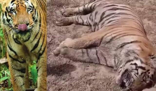 ताडोबा अभयरण्यात सतत होत आहे वाघाचा मृत्यू, दीड महिन्यात 8 वाघांचा मृत्यूने प्रश्न चिन्ह निर्माण.