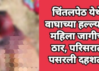 चिंतलपेठ येथे वाघाच्या हल्ल्यात महिला जागीच ठार, परिसरात पसरली दहशत.