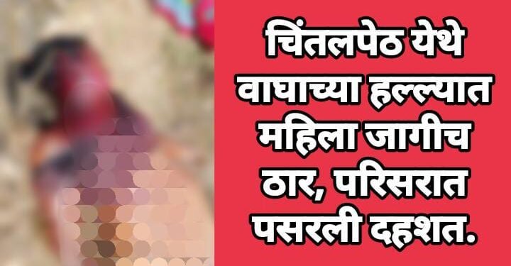 चिंतलपेठ येथे वाघाच्या हल्ल्यात महिला जागीच ठार, परिसरात पसरली दहशत.