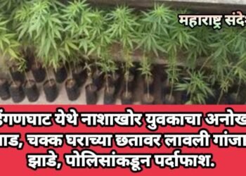 हिंगणघाट येथे नाशाखोर युवकाचा अनोखा जुगाड, चक्क घराच्या छतावर लावली गांजाची झाडे, पोलिसांकडून पर्दाफाश.