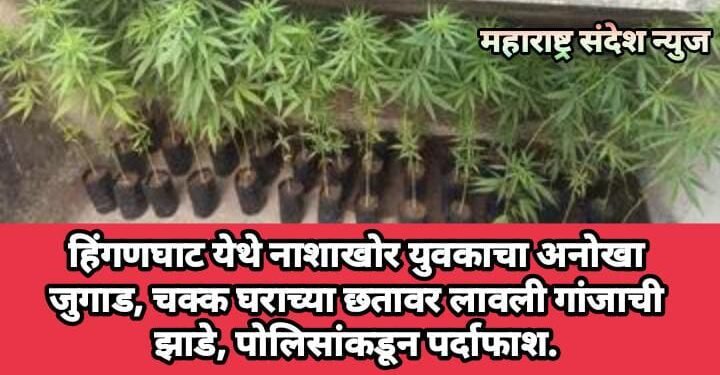 हिंगणघाट येथे नाशाखोर युवकाचा अनोखा जुगाड, चक्क घराच्या छतावर लावली गांजाची झाडे, पोलिसांकडून पर्दाफाश.