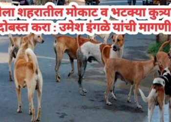 अकोला शहरातील मोकाट व भटक्या कुत्र्यांचा बंदोबस्त करा: उमेश इंगळे यांची मागणी.