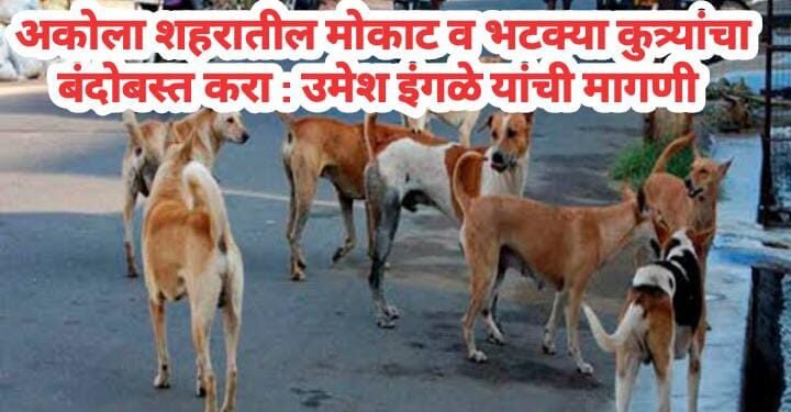 अकोला शहरातील मोकाट व भटक्या कुत्र्यांचा बंदोबस्त करा: उमेश इंगळे यांची मागणी.