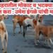 अकोला शहरातील मोकाट व भटक्या कुत्र्यांचा बंदोबस्त करा: उमेश इंगळे यांची मागणी.