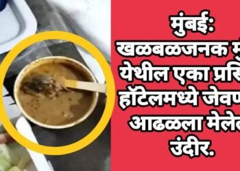 मुंबई: खळबळजनक मुंबई येथील एका प्रसिद्ध हॉटेलमध्ये जेवणात आढळला मेलेला उंदीर.