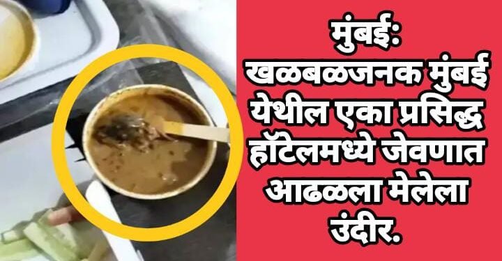 मुंबई: खळबळजनक मुंबई येथील एका प्रसिद्ध हॉटेलमध्ये जेवणात आढळला मेलेला उंदीर.