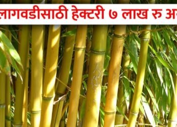 आता मनरेगा अंतर्गत बांबू लागवड, बांबू लागवडीला 7 लाखाचे अनुदानसोबत विहीर मिळणार.