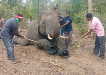 कमलापूर येथील 8 हत्ती गेले बारा दिवसाच्या शासकीय सुट्टीवर.